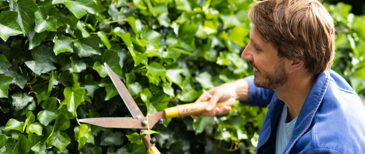 Man knip de heg van klimop in zijn tuin met een heggeschaar