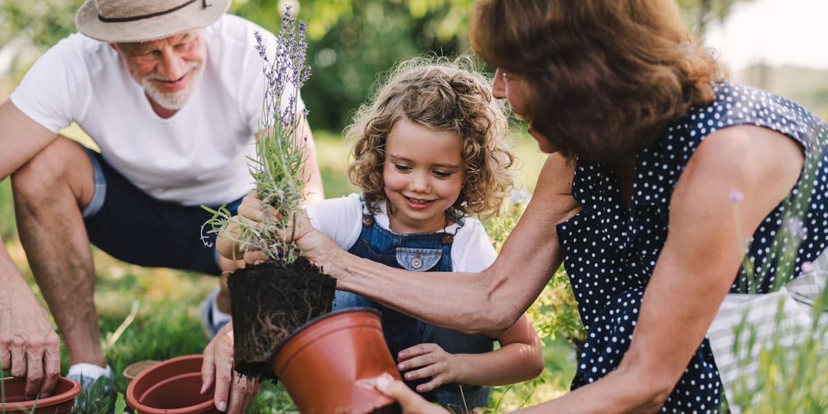 Opa en oma planten met hun kleinkind een lavendelplant in de tuin