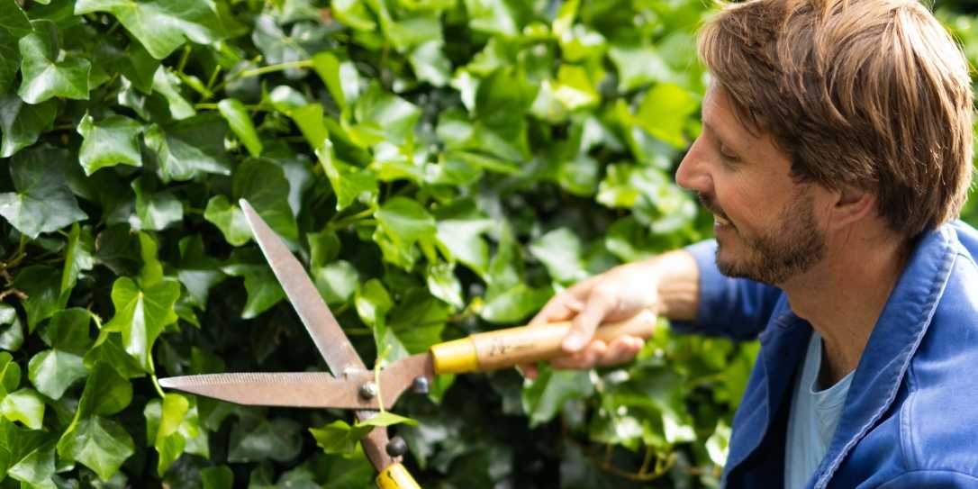 Man knip de heg van klimop in zijn tuin met een heggeschaar