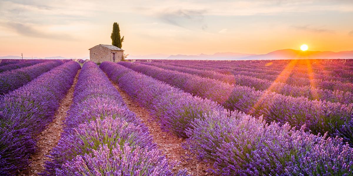 Lavendelveld in de Provence in Zuid-Frankrijk met bergen en de ondergaande zon