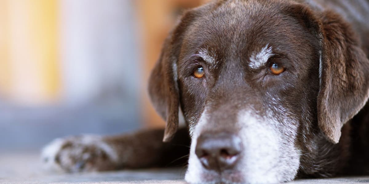 Oudere hond ligt op de vloer - Huisdierenverzekering
