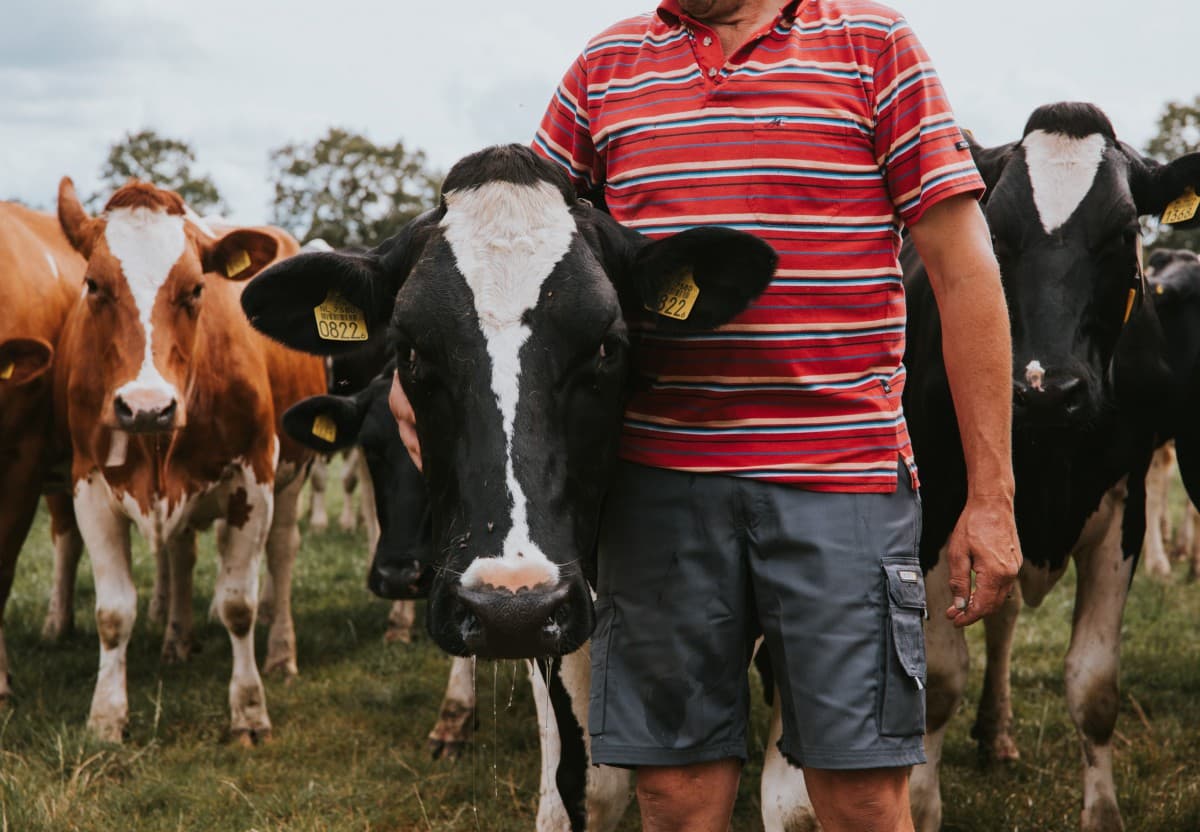 Een man staat voor een kudde koeien met zijn arm gemoedelijk om de kop van een zwartbonte koe geslagen in een weide, omgeven door groen gras en een heldere lucht.